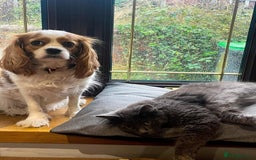 Cavalier King Charles Spaniel dogs for sale: Change of Circumstances Forces Sale - Advert 2