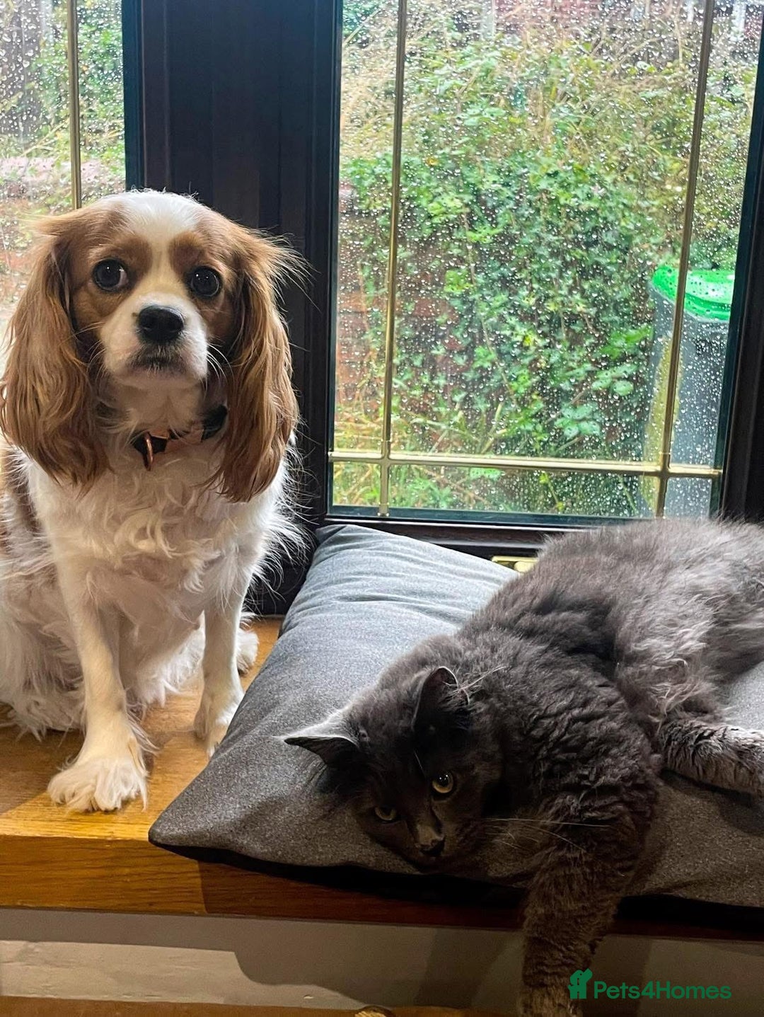 Cavalier King Charles Spaniel dogs for sale: Change of Circumstances Forces Sale - Advert 2