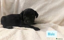 Labradoodle dogs for sale: Standard Labradoodle Puppies  - Advert 4