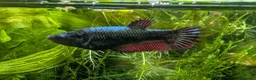 Bettas fish for sale: Bettas (Rare) - Advert 6