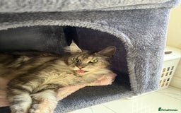 Maine Coon cats for sale: 2 x maine coon males must go together (£800 both)  - Image 5