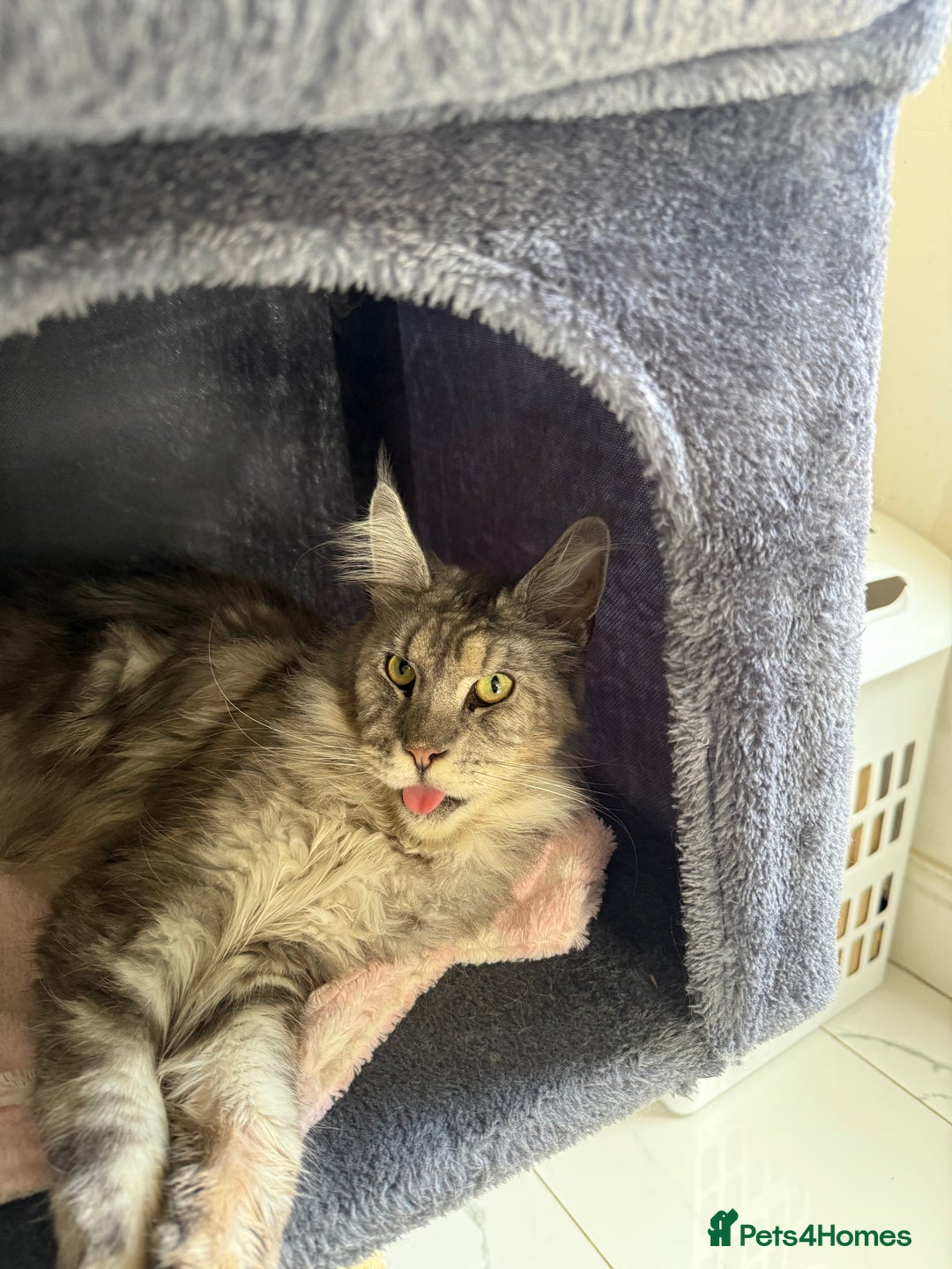 Maine Coon cats for sale: 2 x maine coon males must go together (£800 both)  - Image 5