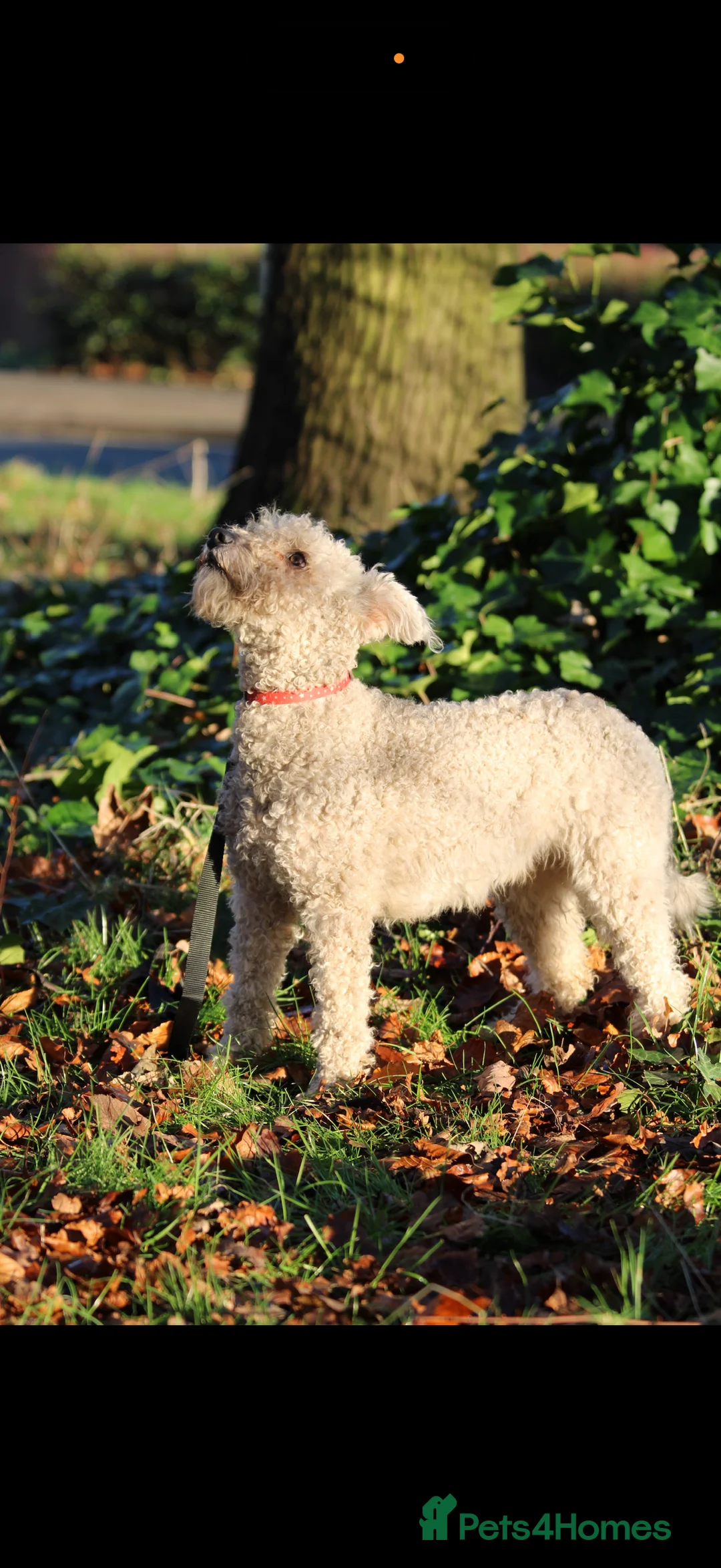 Hungarian Pumi dogs for sale: 3Pumi Looking for Loving home - price for all  - Advert 2