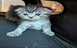 Scottish Fold cats for sale: 🐾 Beautiful Scottish Fold Kittens 🐾 - Image 11