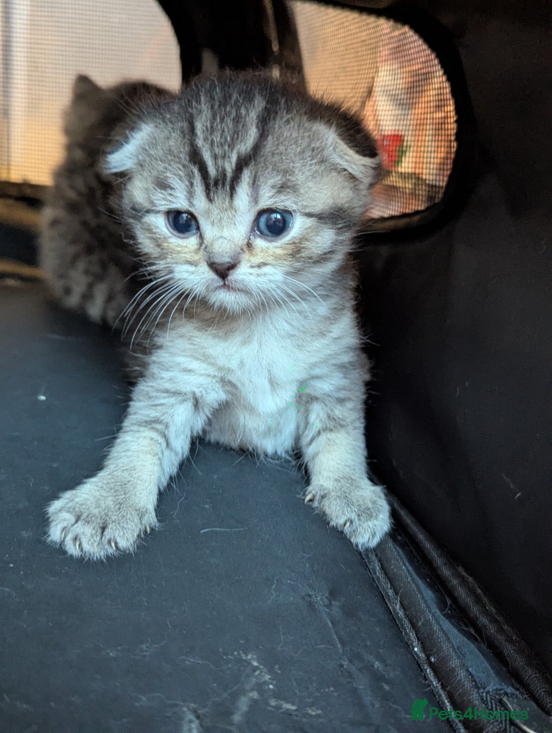 Scottish Fold cats for sale: 🐾 Beautiful Scottish Fold Kittens 🐾 - Image 11