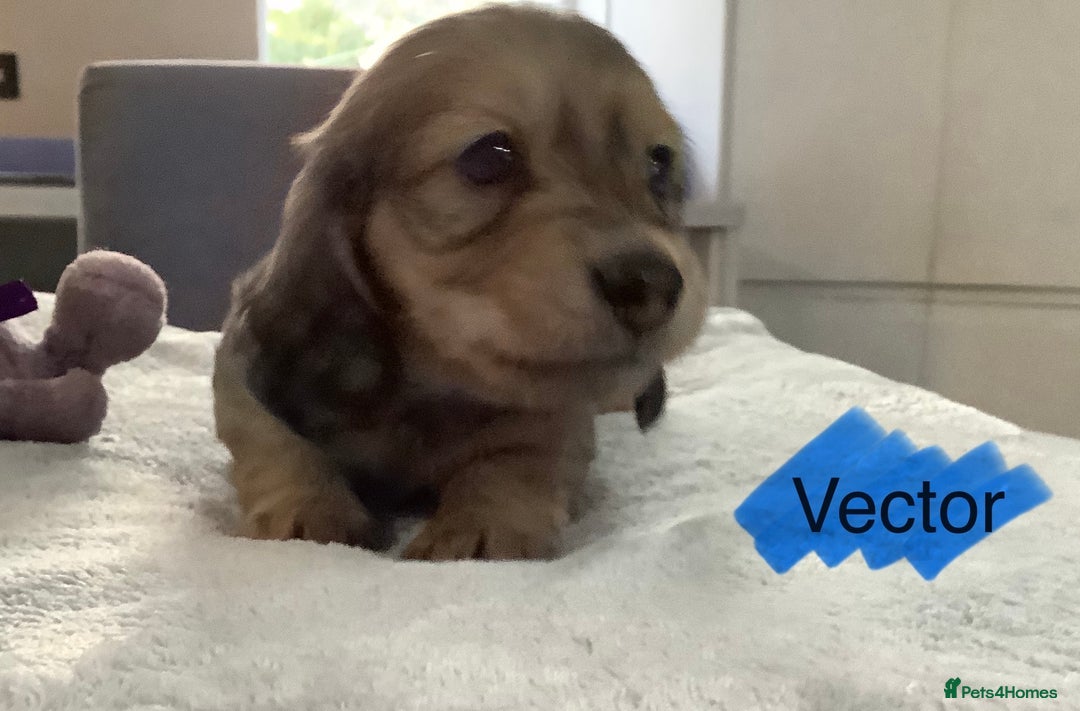 Miniature Dachshund dogs for sale: PRA Clear Mini Longhair Dachshund Pups Cream Red.. - Advert 20
