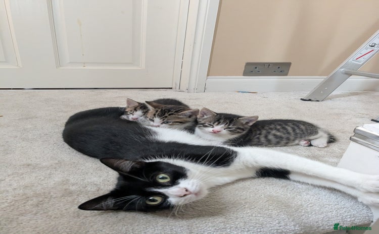 Mixed Breed cats - Advert 5