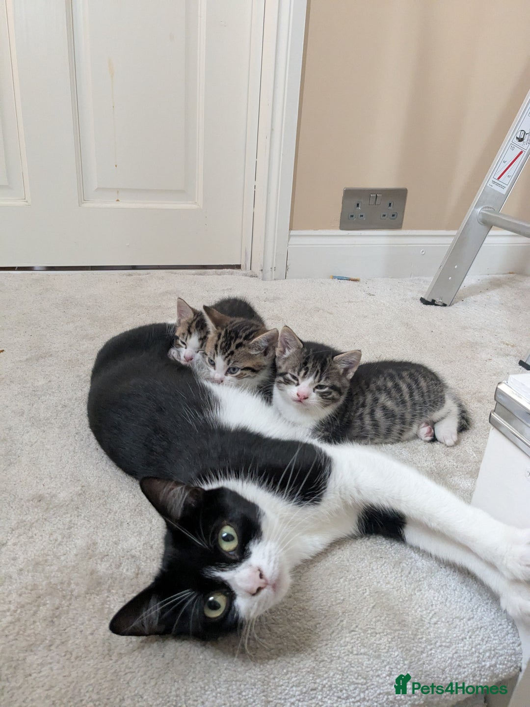 Mixed Breed cats for sale: Kittens looking for a loving home! - Image 1