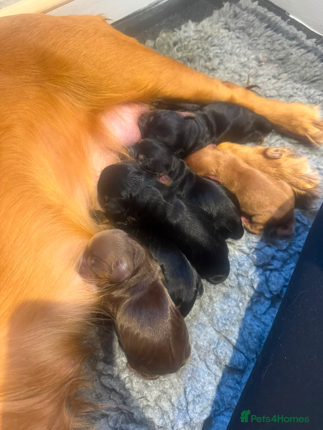 Cocker Spaniel dogs for sale: KC Working Cocker Spaniel Puppies – Family Raised - Advert 2