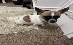 Mixed Breed dogs for sale:  Chihuahua cross Jack Russellbeautiful little girl - Advert 1