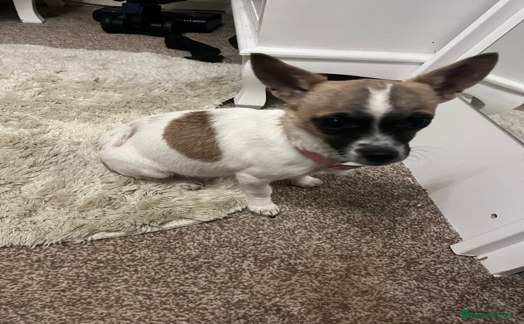 Mixed Breed dogs  Chihuahua cross Jack Russellbeautiful little girl - Advert 3