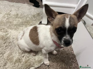 Mixed Breed dogs Chihuahua cross Jack Russellbeautiful little girl - Advert 1