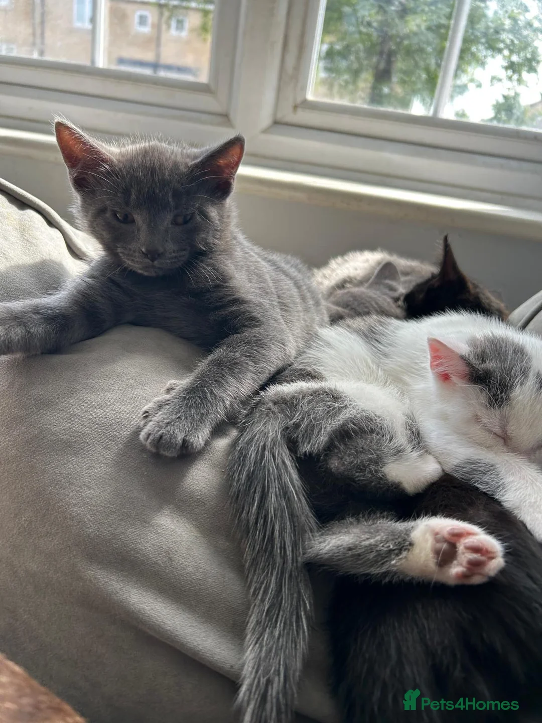 Mixed Breed cats for sale: 4 kittens for sale - Advert 1