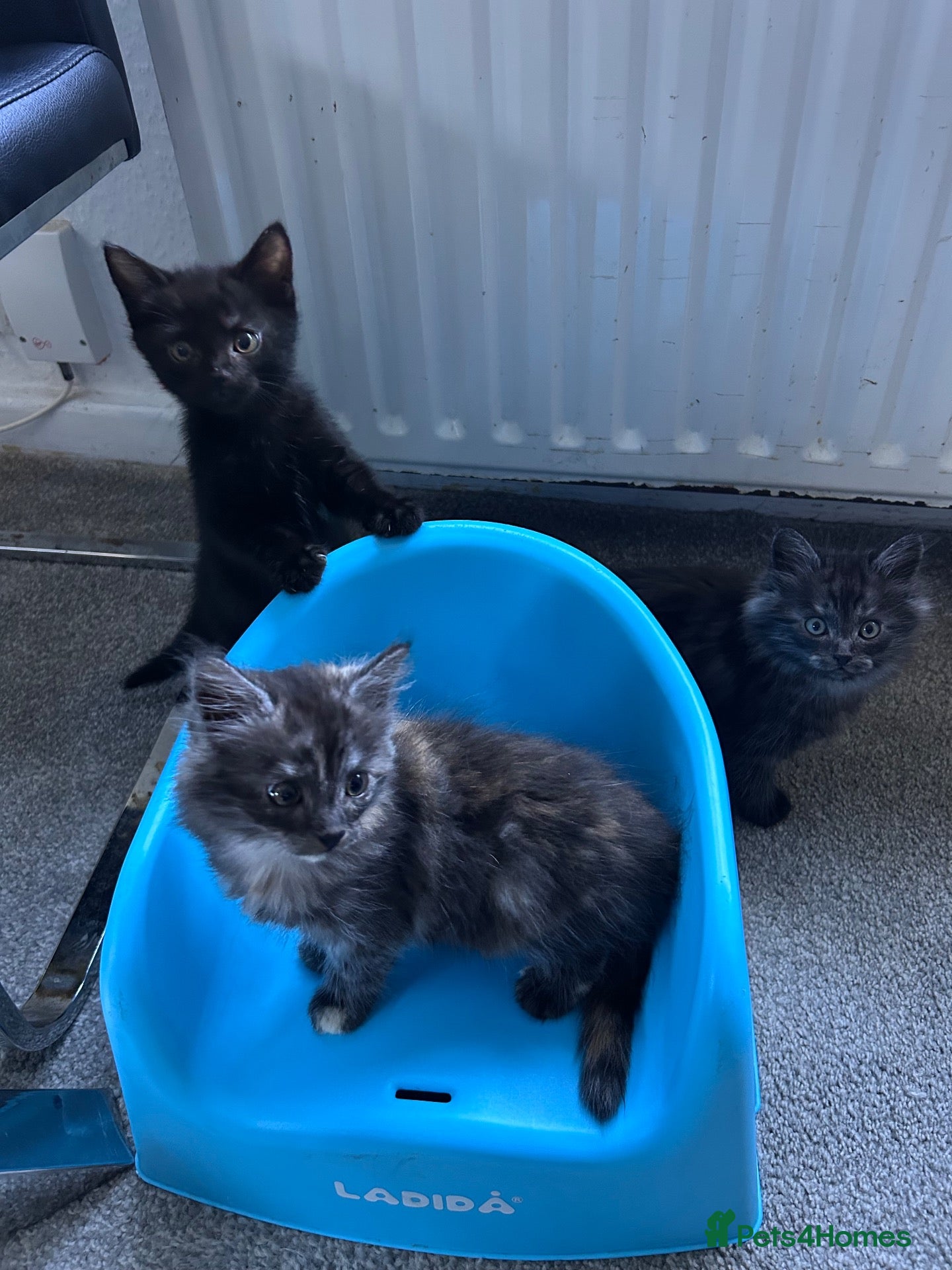 British Longhair cats for sale: Kittens ready today  - Advert 5