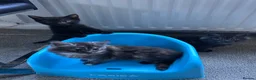 British Longhair cats for sale: Kittens ready today  - Advert 1