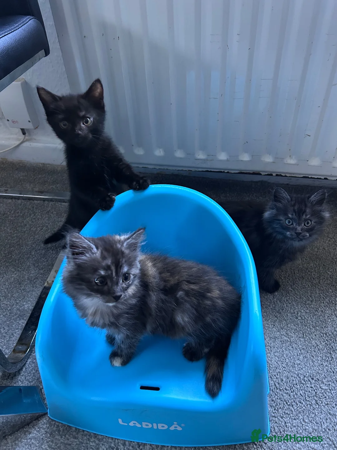 British Longhair cats for sale: Kittens ready today  - Advert 1