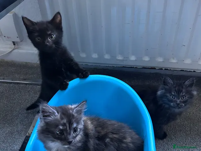 British Longhair cats for sale: Kittens ready today - Advert 5