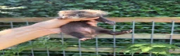 Ferret rodents for sale: Full angora ferret hob 8 weeks  in Pickering - Advert 3