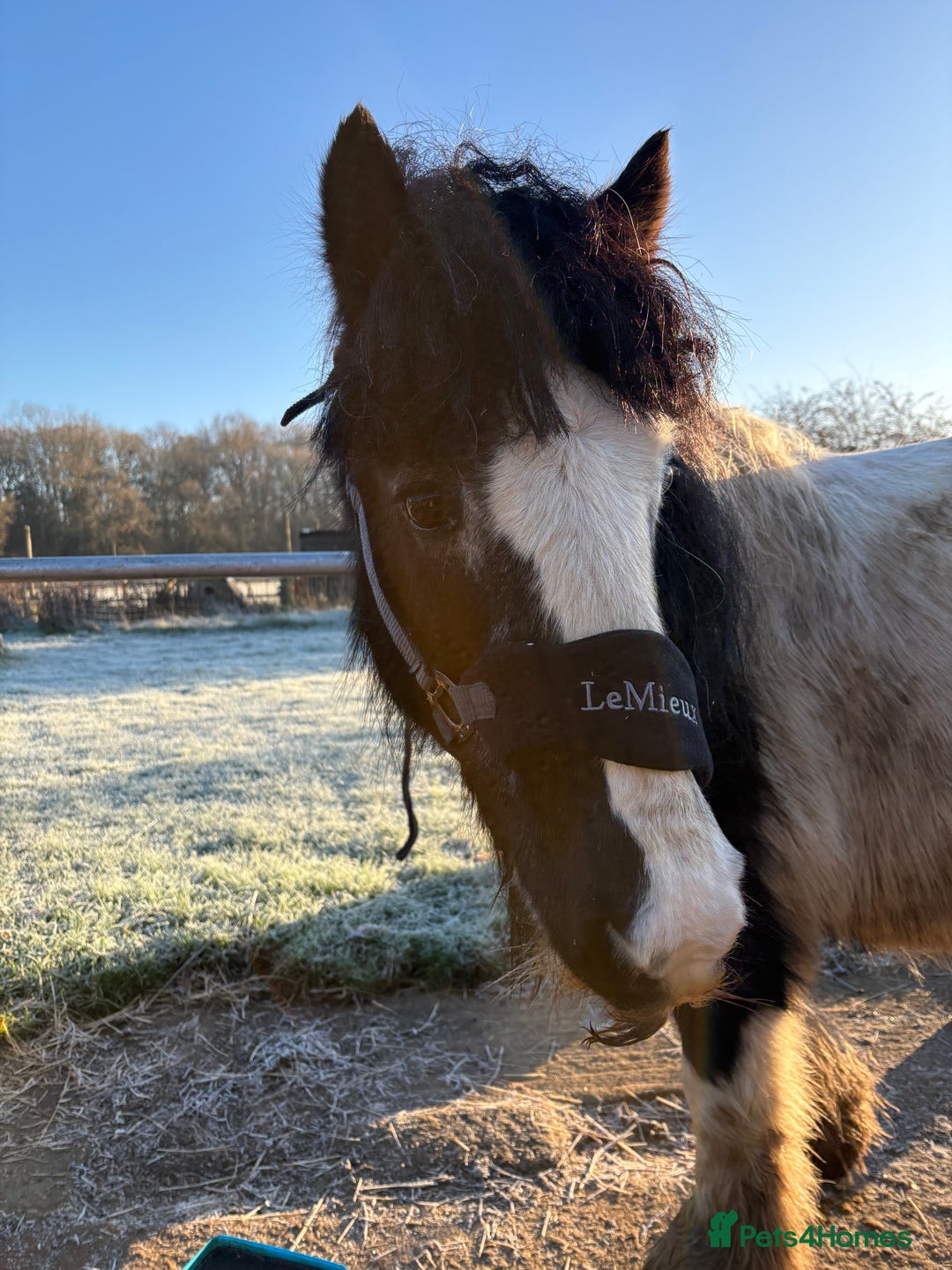 Irish Cob horses for sale: Duchess  - Advert 12