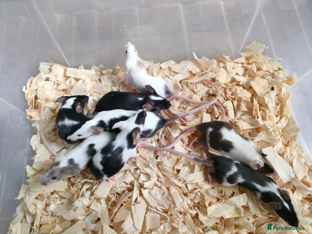 Mouse rodents for sale: Pretty fancy mice in Bridgwater - Image 2