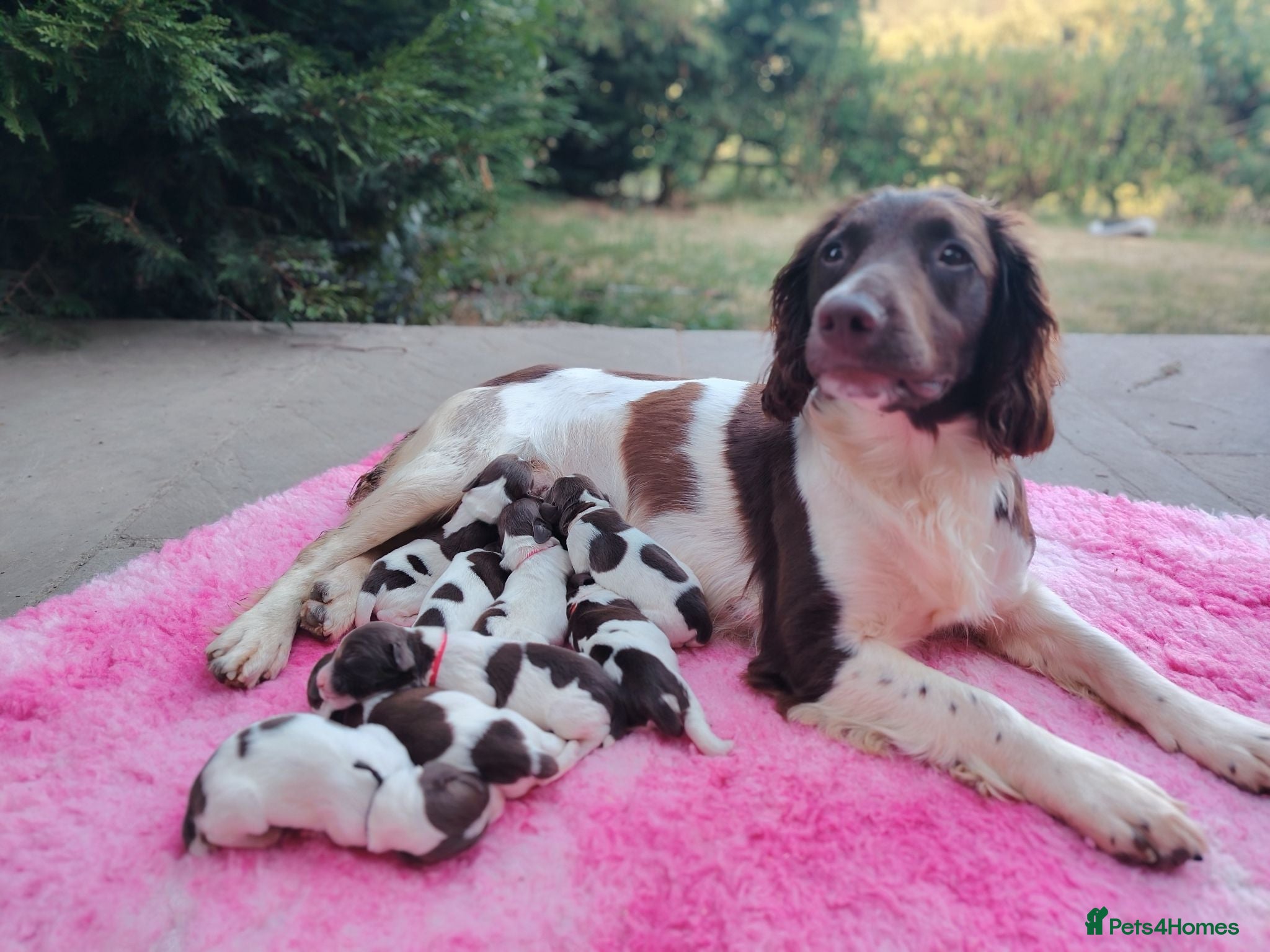 English Springer Spaniel dogs English Springer spaniel puppies - Advert 1