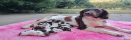 English Springer Spaniel dogs for sale: English Springer spaniel puppies - Advert 1
