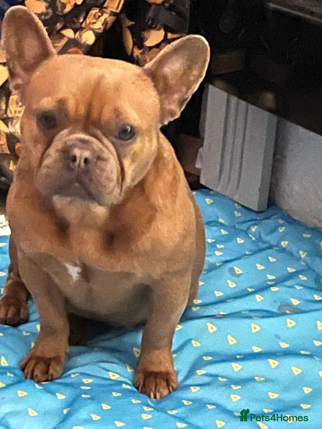 French Bulldog dogs for sale: Female French Bulldog - Advert 3