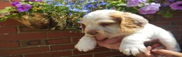 Cocker Spaniel dogs for sale: Cocker Spaniel Puppies  - Advert 15
