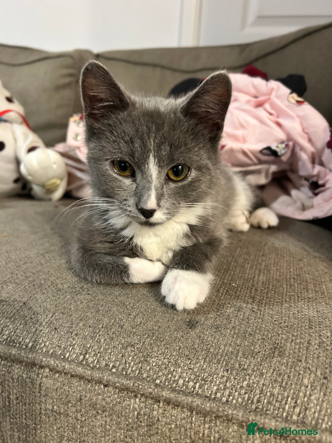 Mixed Breed cats for sale: 2’ beautiful male kittens - Advert 9