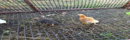 Chickens poultry for sale: Cockerel  in Dewsbury - Advert 4