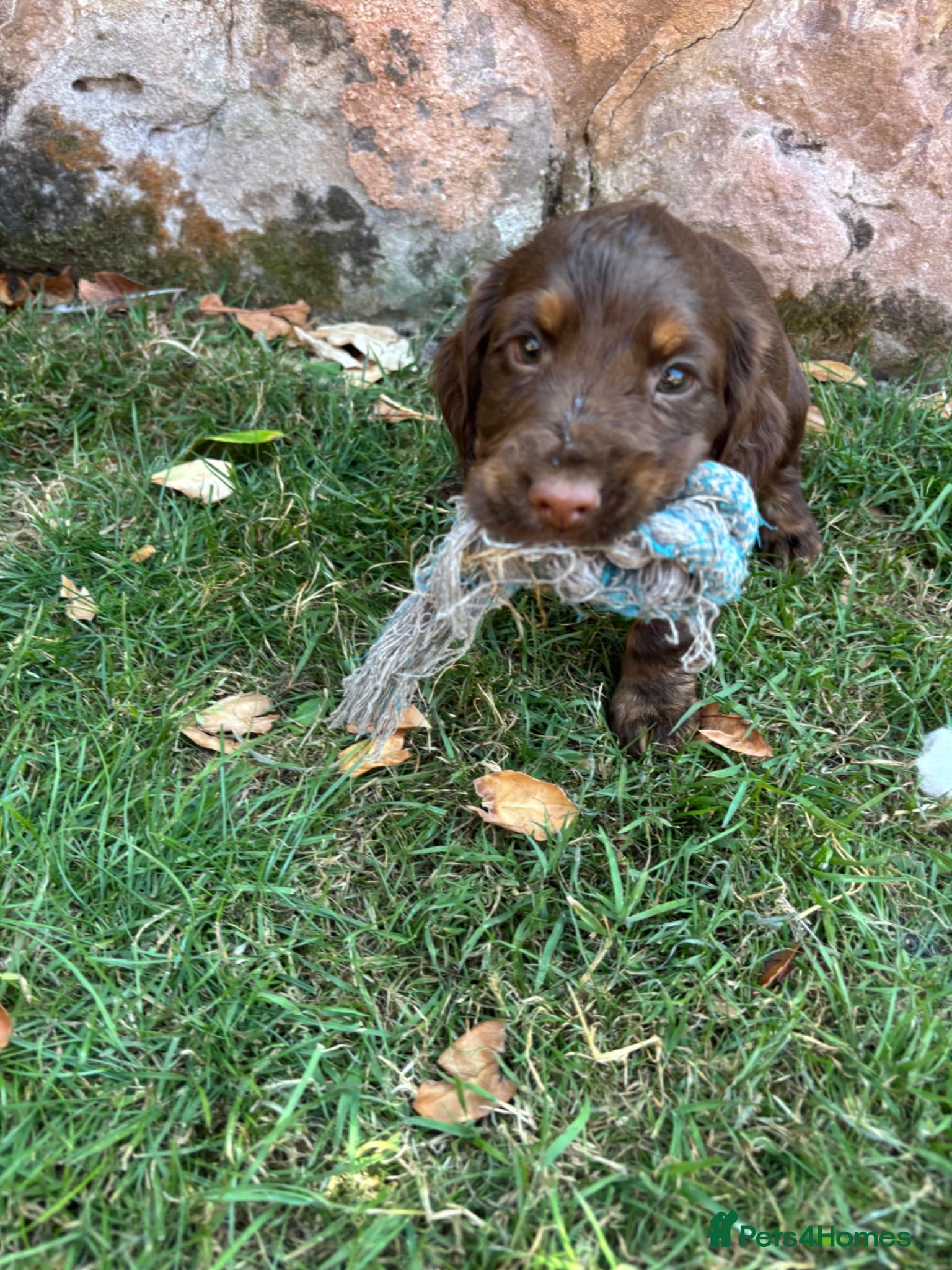 Cocker Spaniel dogs Working Cocker Spaniel Puppies  - Advert 1