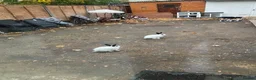 English Spot rabbits for sale: Beautiful Himalayan-Cross Rabbits in London - Advert 3