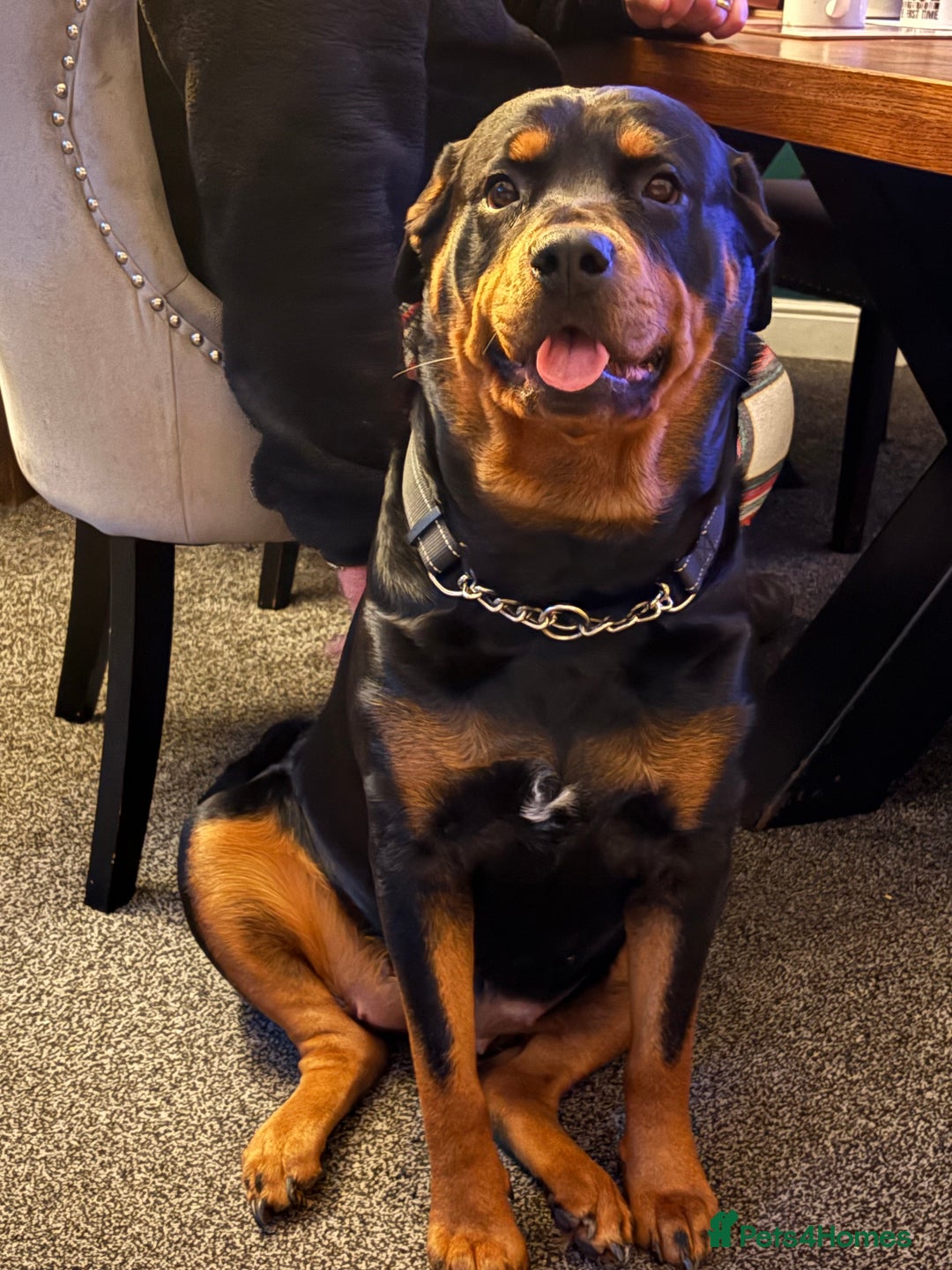 Rottweiler dogs for sale: Rottweiler Puppies  - Image 11