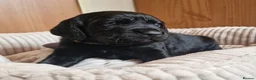 Springador dogs for sale: BEAUTIFUL SPRINGADOR PUPPIES - Advert 21