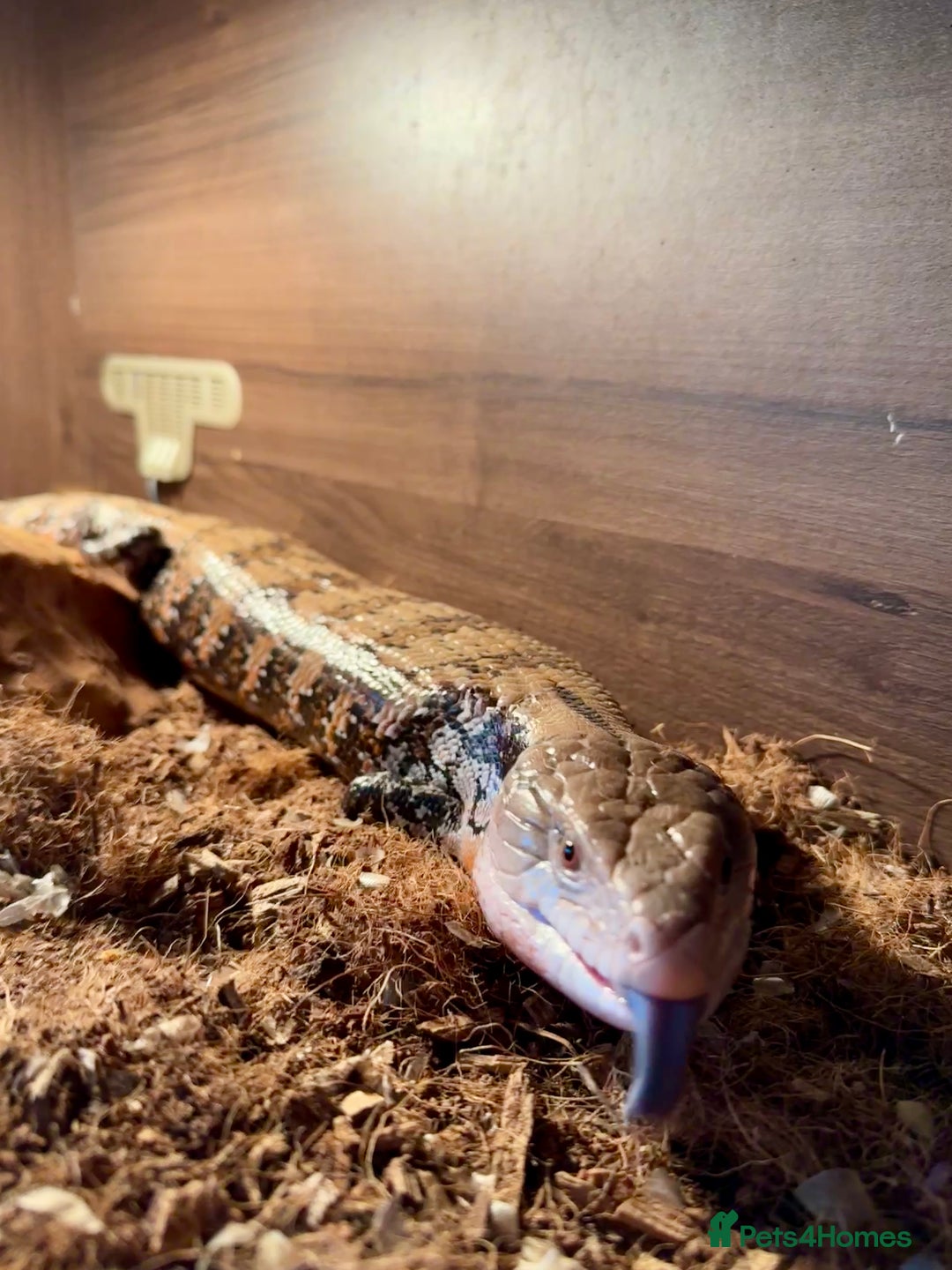 Skink reptiles for sale: Blue Tongued Skink + Vivarium & Accessories - Image 4