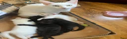 Scottish Fold cats for sale: Khao Manee & Scottish Fold kittens - Advert 1