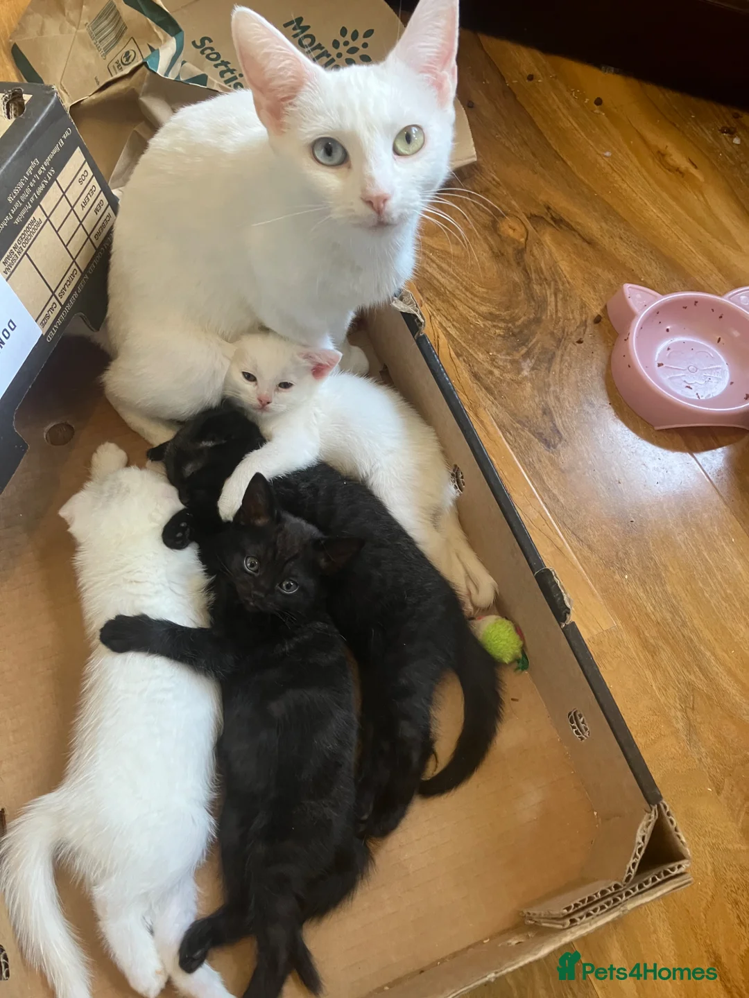 Scottish Fold cats for sale: Khao Manee & Scottish Fold kittens - Advert 1