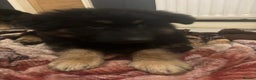 German Shepherd dogs for sale: 2 German Shepard boys  - Advert 4
