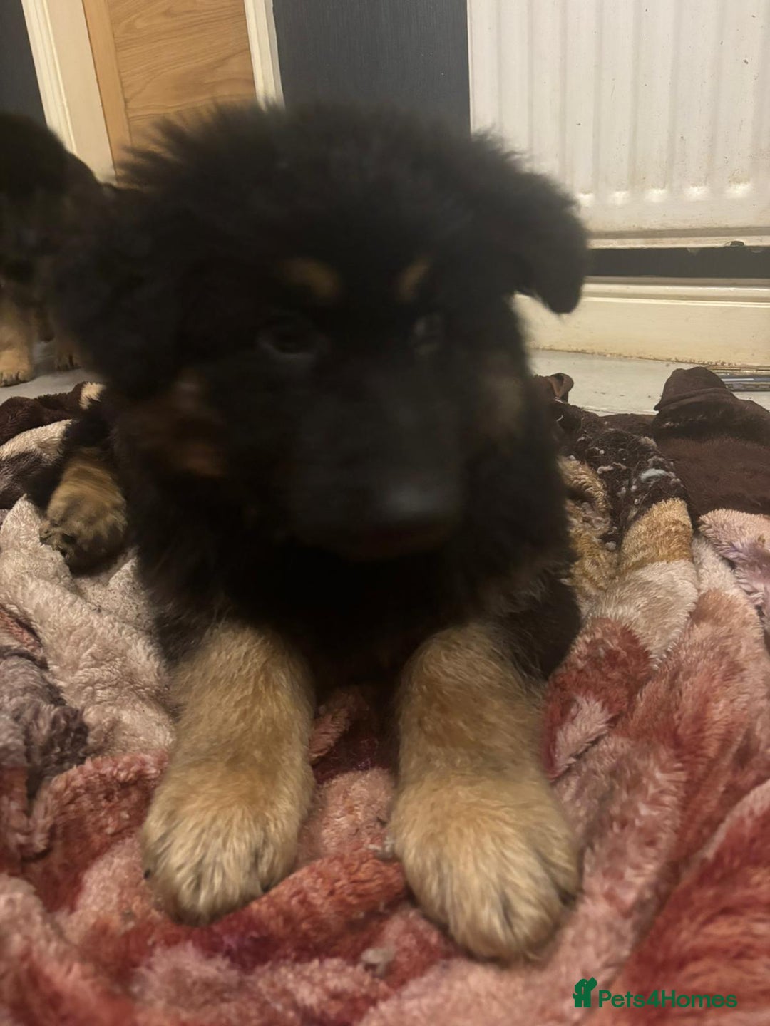 German Shepherd dogs for sale: 2 German Shepard boys  - Advert 4