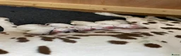 Dalmatian dogs for sale: Exceptional KC Liver Spotted Dalmatian Puppies in Worcester - Advert 9
