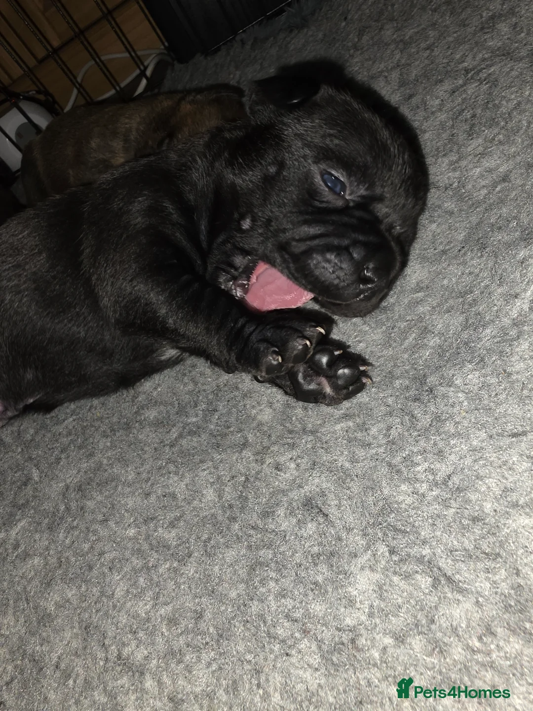 Mixed Breed dogs for sale: Staffy x cane corso in Blyth - Advert 9