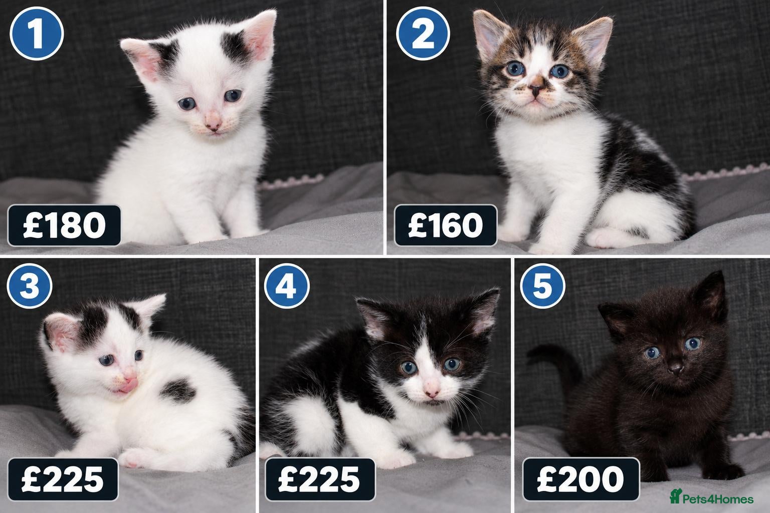 Mixed Breed cats 5 Ragdoll x Tabby Kittens | Boys | Ready Soon 🏡 - Advert 3