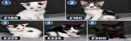 Mixed Breed cats for sale: 5 Ragdoll x Tabby Kittens | Boys | Ready Soon 🏡 - Advert 1