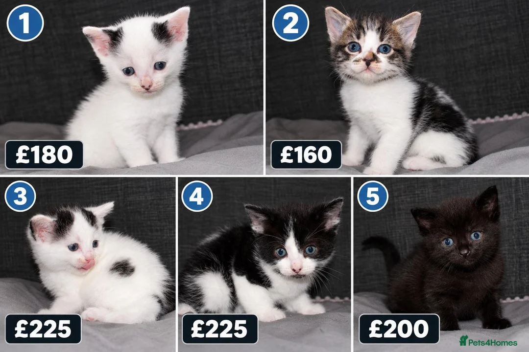 Mixed Breed cats for sale: 5 Ragdoll x Tabby Kittens | Boys | Ready Soon 🏡 - Advert 1