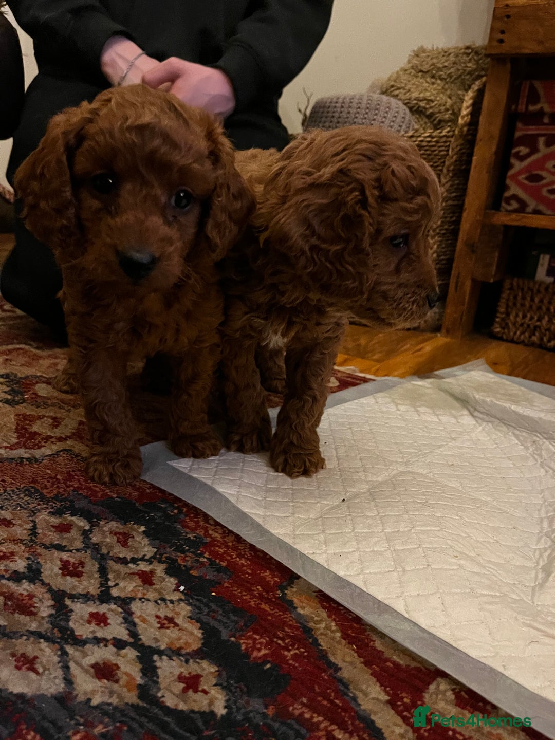 Cavapoo dogs for sale: 7 adorable puppies for sale 5 girls 2 boys  - Image 7