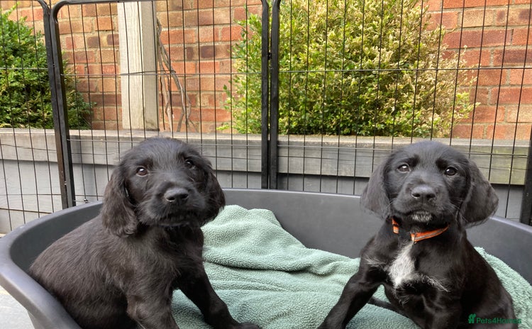 Mixed Breed dogs - Advert 1