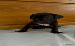 Cane Corso dogs for sale: Cane Corso Puppies for Sale - Image 35