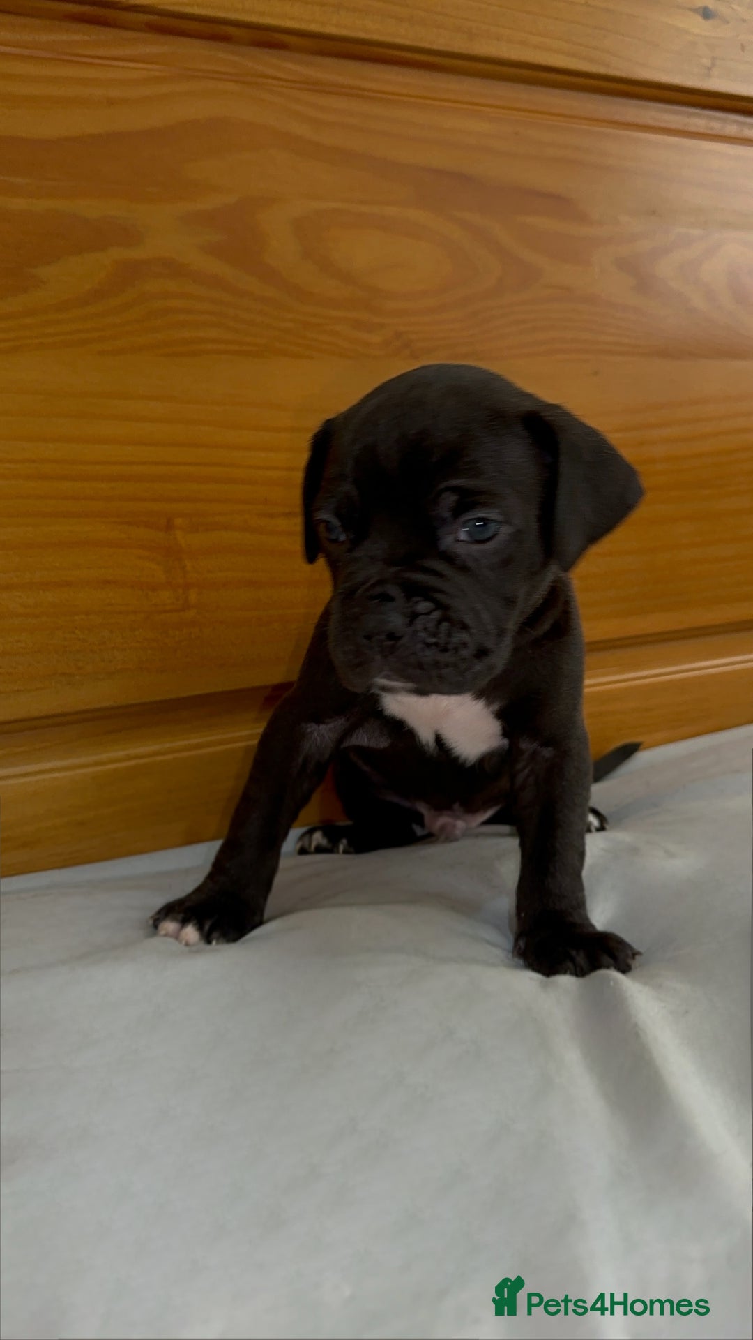 Cane Corso dogs for sale: Cane Corso Puppies for Sale - Image 35