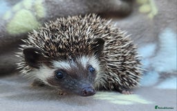 Pygmy Hedgehog rodents for sale: African Pygmy Hedgehog Hoglets  - Image 17