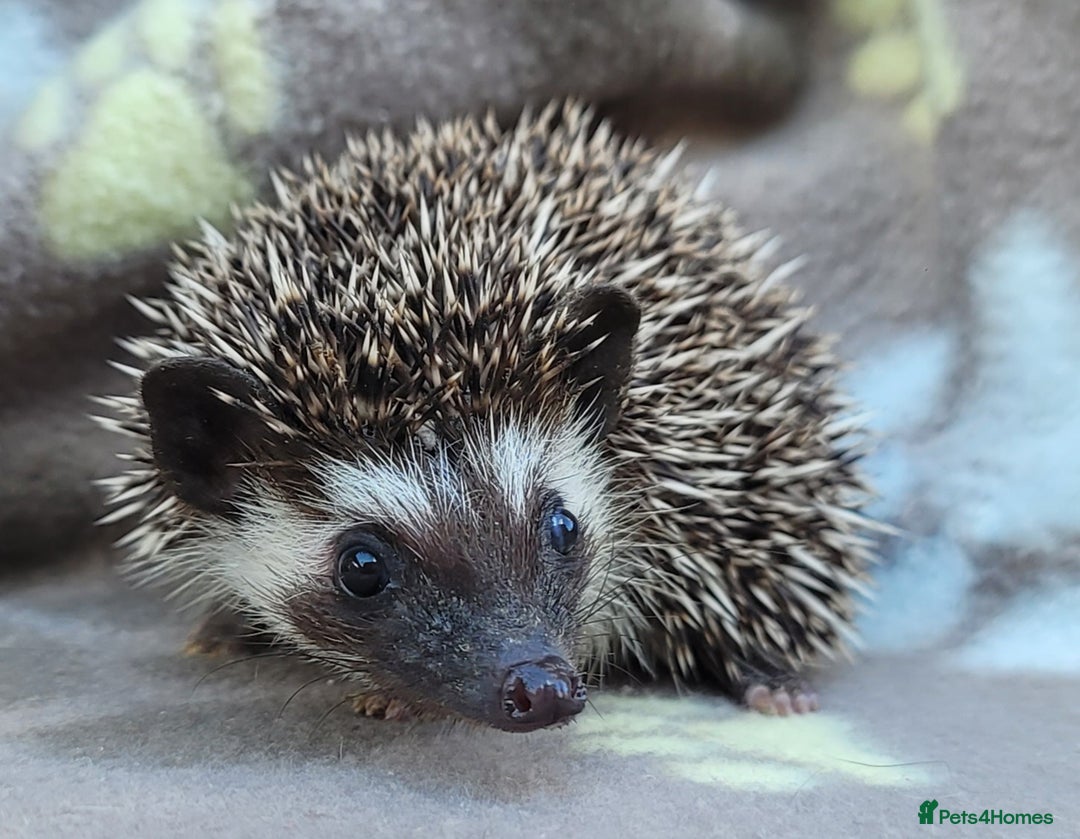 Pygmy Hedgehog rodents for sale: African Pygmy Hedgehog Hoglets  - Image 17